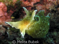 Aplysia Punctata from Fiesa/ Oly c5060wz, f/7,1,  1/50s, ... by Melita Bubek 